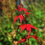 Autumn begins in New York!