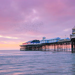 Central Pier Starlings