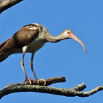 Immature White Ibis