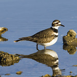 2014-02-16 Killdeer