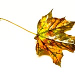 Fall Leaf
