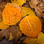 Birch leaves with water droplets