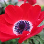 Scarlet Lady ... :-)