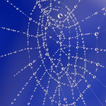Spider web in blue