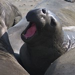 USA El&eacute;phants de mer "Expression"