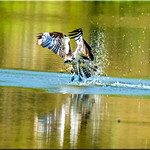 Hardly Worth The Effort