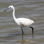 Intermediate Egret - in Breeding Plumes