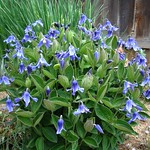 Clematis integrifolia DSC08764