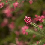 Grevillea sp.