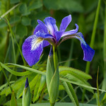 Iris