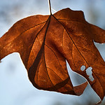 dried leaf