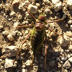 Parasteropleurus perezii