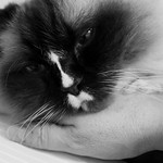 Human Animal Interaction