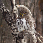 Well-fed Northern Pygmy-owl