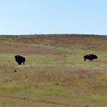 Bison at Devil's Tower P1080789