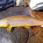 The First Cast Trout, Assynt, Loch Doubley, Clachtoll area, 19 inches, the 24th of May 2016