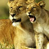yawning lion cub and mom