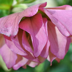 Pink Double Hellebore