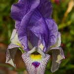 Iris shelkownikowii