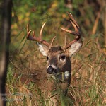 A nice good looking Buck