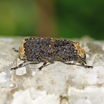 Platyrhinus resinosus