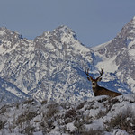 Lucky Mule Deer Buck With Tetons as Background - 2851b+
