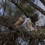 Red Shouldered Hawks