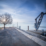 The organic tree versus steel