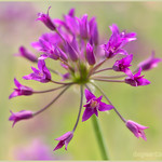 Allium crispum (Crinkled Onion)
