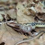 Predator and hapless prey