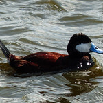 Ruddy Duck in choppy waters