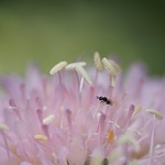 Au coeur de la fleur