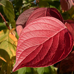 Red Leaf