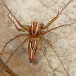 Spider (Oxyopidae)