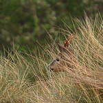 Reh in den Langeooger D&uuml;nen