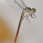 Russet-tipped Clubtail (Stylurus plagiatus)- female