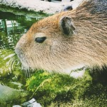 Capybara