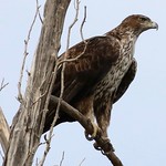 Bonelli&rsquo;s Eagle