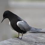 Black tern