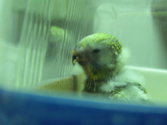 小皮蛋小時候01