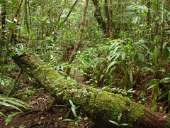 Bokor, el bosque húmedo