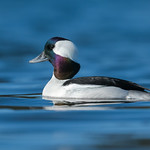 Bufflehead, male