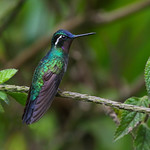 Colibr&iacute; Monta&ntilde;es Gorgimorado (macho) / Purple-throated Mountain-gem (male)