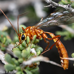 Ichneumon wasp feeding