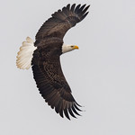 Bald Eagles of New Jersey | 2019 - 8