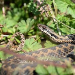 male adder (Vipera berus)