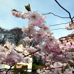 Cherry blossom