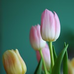 Gradient tulip