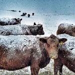 I wanna be a florida cow...