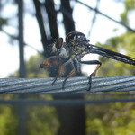 Robber Fly for Maurice